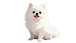 白色博美犬坐姿可爱图片