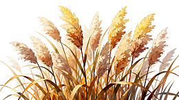 金黄色芦苇花穗特写图片