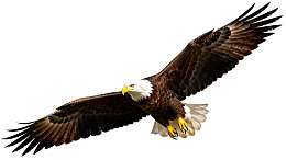 白头鹰展翅飞翔于空中