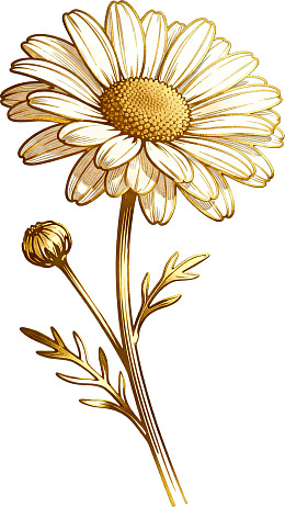 金色线条描绘的雏菊与花蕾