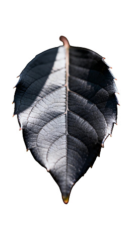 黑色叶片特写光影效果