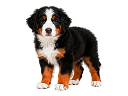 伯恩山犬幼犬站立姿势