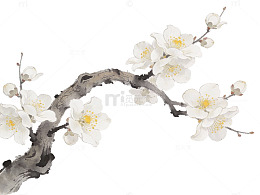 水墨梅花枝头绽放
