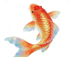 金鱼游水插画
