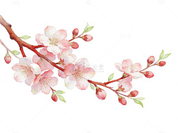 粉色樱花枝头绽放