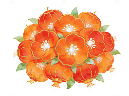 灯笼花手绘插画