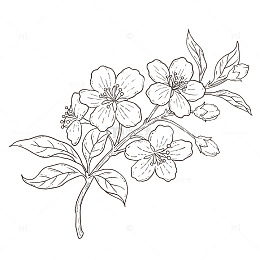 线条黑白花卉