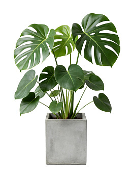 绿叶盆栽置于灰色花盆中