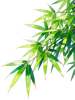 翠绿竹叶特写图片