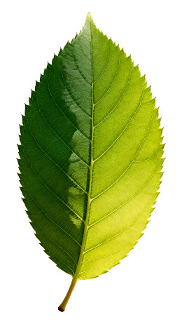 绿色叶片特写光影效果