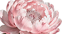 粉色牡丹花特写图片