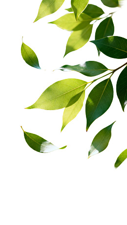 绿叶在白色背景上飘落