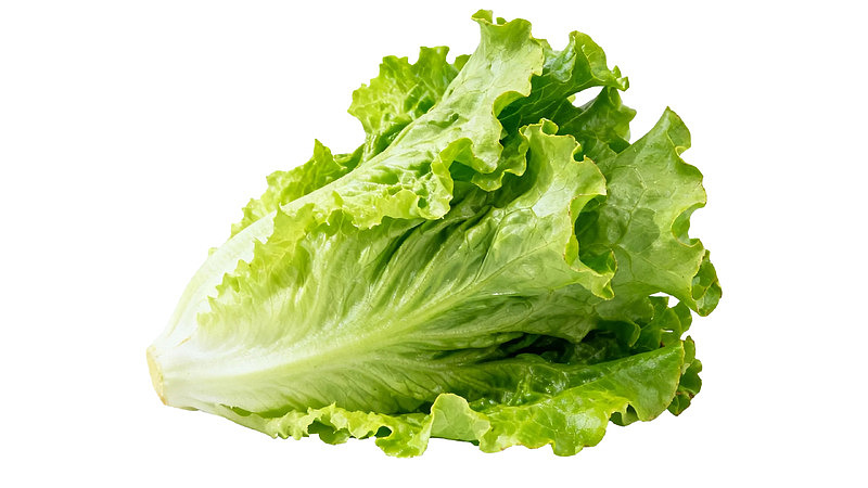 新鲜生菜特写图片