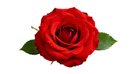 一朵盛开的红色玫瑰花