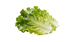 新鲜生菜叶带水珠图片