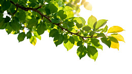 阳光下绿叶与黄叶的枝条