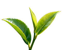新鲜茶叶嫩芽特写图片