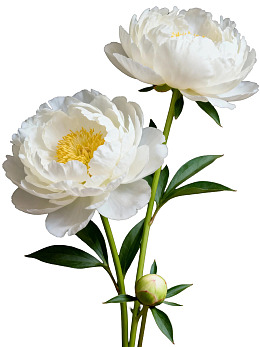 两朵白色牡丹花与花蕾