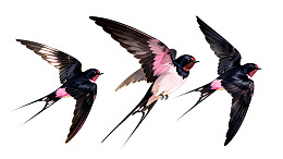 三只燕子飞翔姿态各异