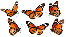 六只橙黑相间蝴蝶静态展示