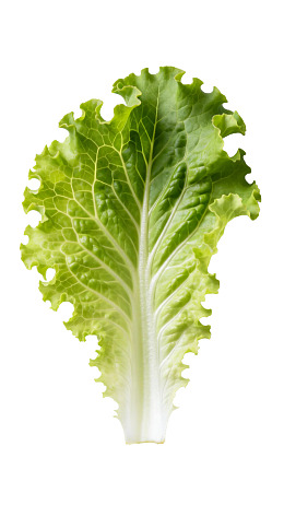 新鲜生菜叶片特写图片