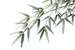 竹叶枝条白色背景特写