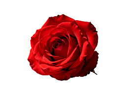 一朵盛开的红色玫瑰花