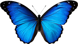 蓝色闪蝶展翅静止图片