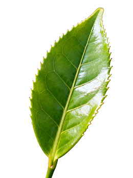 一片翠绿茶叶的特写图片