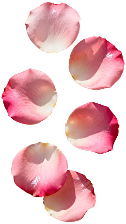 粉色玫瑰花瓣散落画面