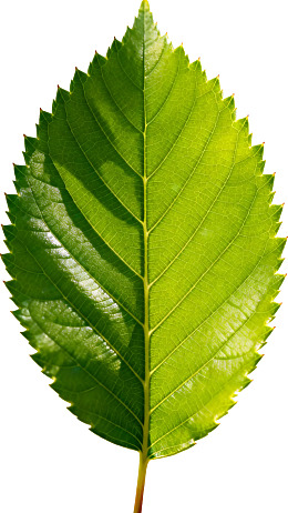 绿色叶片特写纹理清晰