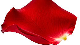 红色玫瑰花瓣特写图片