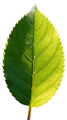 绿叶特写展示自然纹理