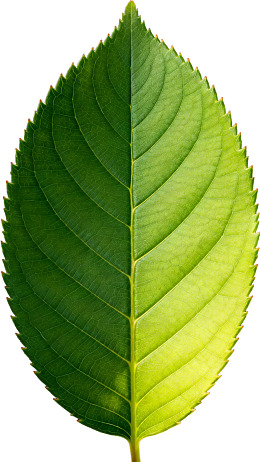 绿叶特写光影交错图片