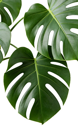 龟背竹叶片特写图片