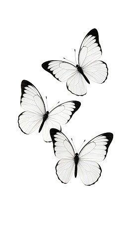 三只黑白蝴蝶飞舞图图片