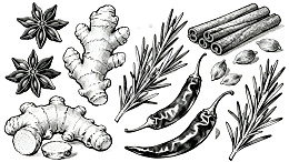 多种香料植物插画图片