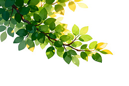 绿叶枝条自然清新背景