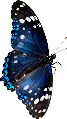 蓝黑相间的蝴蝶展翅图片