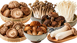 多种新鲜蘑菇食材展示