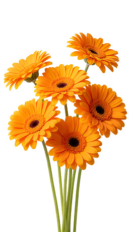 六朵橙色非洲菊束图片