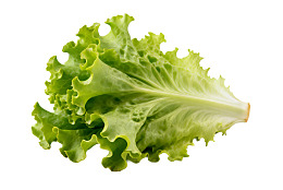 新鲜生菜叶片特写图片