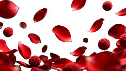 红色花瓣与花蕊飘落的动态画面