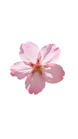 一朵盛开的粉色樱花图片