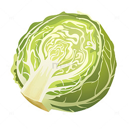 卡通风格蔬菜插画包菜甘蓝