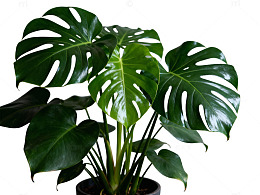 龟背竹绿叶特写