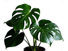 龟背竹绿叶特写