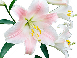 粉白百合花特写