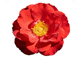 红玫瑰花蕊特写