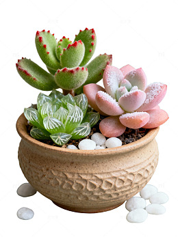 多肉盆栽静物